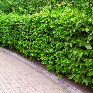 Hvilken hæk skal jeg vælge? 